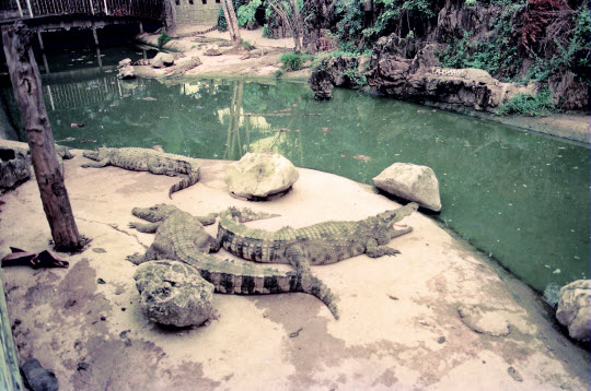 泰國曼谷蛇園