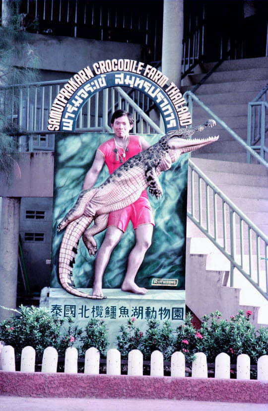 泰國北欖鱷魚湖動物園